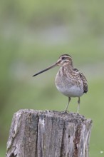 Snipe (Gallinago gallinago), standing on fence post of a pasture, on moorland, snipe birds,