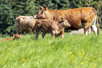 Pasture with cattle and young animals on the Swabian Alb. Amstetten, Baden-Württemberg, Germany