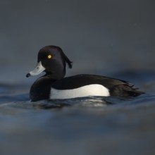 Bright yellow eyes... Tufted Duck (Aythya fuligula), male in fresh plumage, early spring, violet