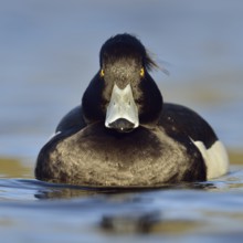 Direct gaze, insistent eye contact... Tufted duck (Aythya fuligula), relatively common native duck