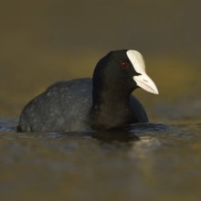 Golden light... Eurasian Coot rail (Fulica atra), common coot, frequently observed, generally known