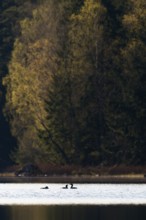 Fascinating birds... Black-throated diver (Gavia arctica), small group, flock, courtship display in