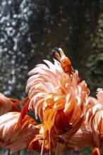 American flamingo, Phoenicopterus ruber, group of birds