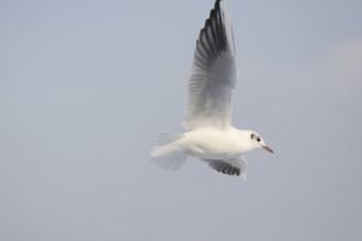 Black-headed Black-headed Gull (Chroicocephalus ridibundus) in a light dress, in gliding flight,