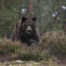 Eye contact... European brown bear (Ursus (genus), adult, particularly strong animal, during an