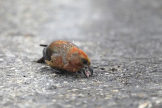Spruce crossbill (Loxia curvirostra) male picks up minerals on a tarmac road, Allgäu, Bavaria,