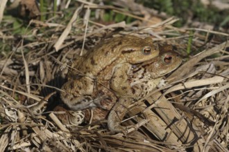 Common toads (Bufo bufo) Female carries male piggyback to spawning waters, Allgäu, Bavaria,