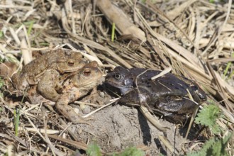 Common toad (Bufo bufo) pair encounters dark Common Frog (Rana temporaria) on the way to spawning