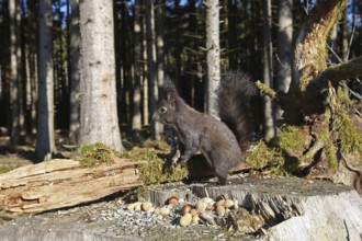 Squirrel (Sciurus) feeding in winter in the forest, Allgäu, Bavaria, Germany, Allgäu, Bavaria,