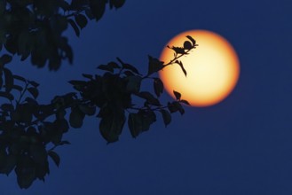 Full moon, (super moon) Münsterland, North Rhine-Westphalia