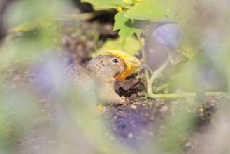 A young European ground squirrel (Spermophilus citellus) or European souslik stands in an