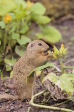 A European ground squirrel (Spermophilus citellus) or European souslik stands in an agricultural