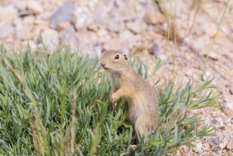 A young European ground squirrel (Spermophilus citellus) or European souslik stands on a gravel
