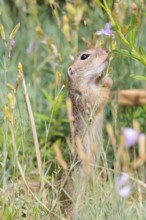 A young European ground squirrel (Spermophilus citellus) or European souslik stands in a meadow