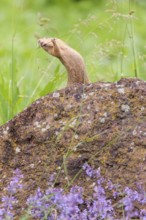 An adult European ground squirrel (Spermophilus citellus) or European souslik stands on a rock in a