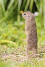 An adult European ground squirrel (Spermophilus citellus) or European souslik stands in a meadow