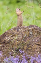 An adult European ground squirrel (Spermophilus citellus) or European souslik stands on a rock in a