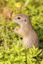 A young European ground squirrel (Spermophilus citellus) or European souslik stands in a meadow
