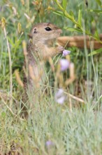 A young European ground squirrel (Spermophilus citellus) or European souslik stands in a meadow