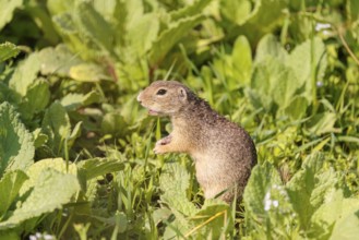 An adult European ground squirrel (Spermophilus citellus) or European souslik stands in a meadow