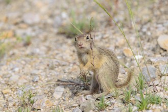 A young European ground squirrel (Spermophilus citellus) or European souslik stands on a gravel