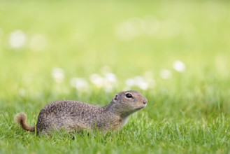 An adult European ground squirrel (Spermophilus citellus) or European souslik lies on a mowed green