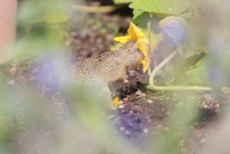 A young European ground squirrel (Spermophilus citellus) or European souslik stands in an