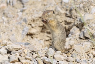 A young European ground squirrel (Spermophilus citellus) or European souslik stands upright on a