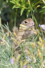 A young European ground squirrel (Spermophilus citellus) or European souslik stands in a meadow