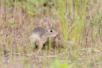 A young European ground squirrel (Spermophilus citellus) or European souslik stands on a gravel