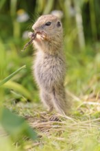 A young European ground squirrel (Spermophilus citellus) or European souslik stands in a meadow