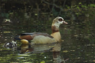 A Nile Goose (Alopochen aegyptiaca) swims comfortably with a chick on a pond in the forest, animal