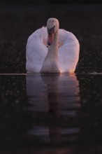 A Mute Swan (Cygnus olor) swimming on the Steinhuder Meer in the evening light, animal photo, bird,