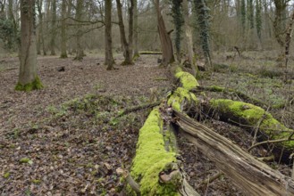 Deadwood in the forest... Hambach Forest, North Rhine-Westphalia, old, species-rich, natural