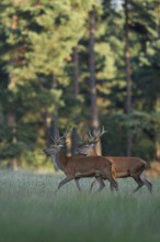 Bachelors among themselves... Red deer (Cervus elaphus), two young male red deer walking together