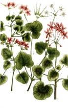 Cranesbill plants of the species Geranium Africanum, historical, digitally restored reproduction
