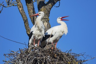 White stork (Ciconia ciconia) Germany
