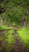 Beautiful green path surrounded by trees and nature