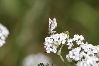 Lattice bug (Chiasmia clathrata), common yarrow (Achillea millefolium), bug, summer, nature,