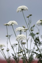 Wild carrot (Daucus carota subsp. carota), flowers, plant
