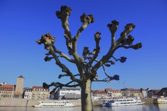 Pruning, pruned plane trees, here on the banks of the Main in Würzburg, Lower Franconia, Bavaria,