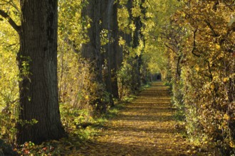 Autumn atmosphere... Avenue of trees and bushes, leaves changing colour in autumn, colourful golden
