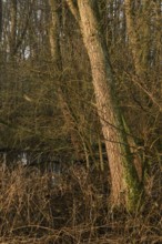 In the quarry forest, swamp forest... Meerbusch (Lanker Bruch), swampy alluvial forest, alder swamp