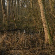 In the quarry forest, swamp forest... Meerbusch (Lanker Bruch), swampy alluvial forest, alder swamp