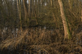 In the quarry forest, swamp forest... Meerbusch (Lanker Bruch), swampy alluvial forest with alders,