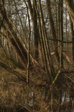 In the quarry forest, swamp forest... Meerbusch (Lanker Bruch), swampy alluvial forest with alders,