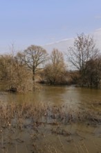 Floods on the banks of the Rhine, trees and bushes in the middle of the floods on the Rhine near