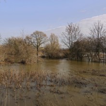 Floods on the banks of the Rhine, trees and bushes in the middle of the floods on the Rhine near