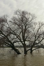Land under water, flood on the Rhine, flooded tree in the middle of the flood, tree on the banks of