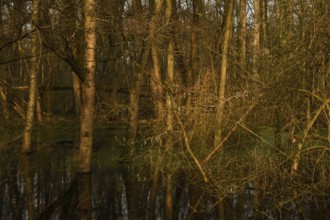 At high water levels... near-natural marshy forest, alluvial forest with alders, poplars, ash trees